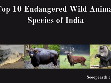 Endangered Wild Animal Species of India