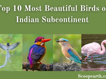 Most Beautiful Birds of Indian Subcontinent