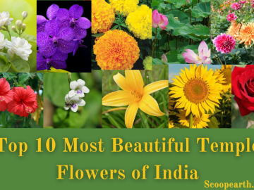 Most Beautiful Temple Flowers of India