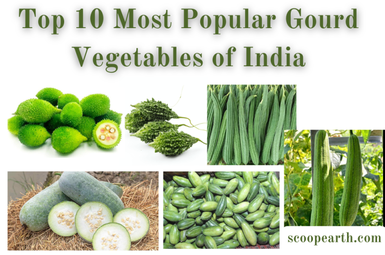 Most Popular Gourd Vegetables of India