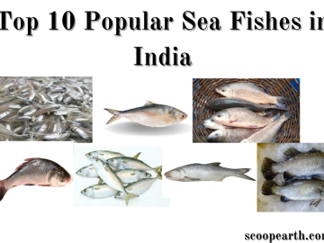Popular Sea Fishes in India