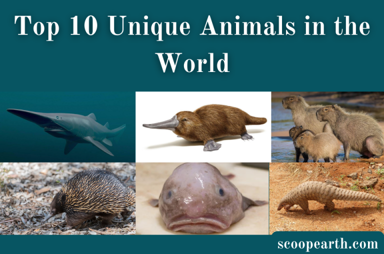 Top 10 Unique Animals in the World