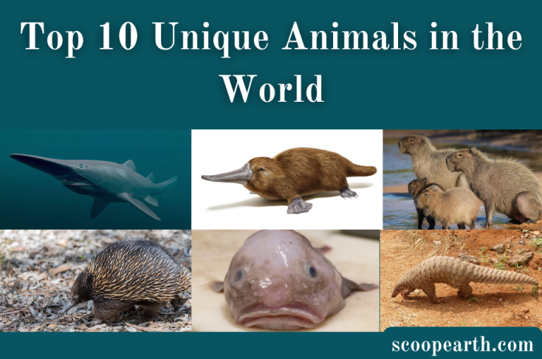 Top 10 Unique Animals in the World Top 10 Unique Animals in the World