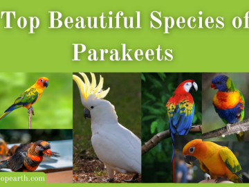Beautiful Species of Parakeets