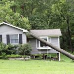 Top 5 Things to do if a Tree Falls on your Roof