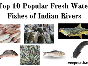 Popular Fresh Water Fishes of Indian Rivers