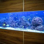 How to Set Up an Aquarium: An 8-Step Guide for Beginners