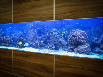 How to Set Up an Aquarium: An 8-Step Guide for Beginners