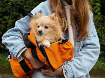 5 Cool Accessories for your Pet