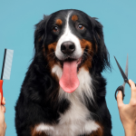 Dog Grooming Supplies All New Dog Owners Need