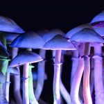 The Status of Magic Mushrooms in Canada