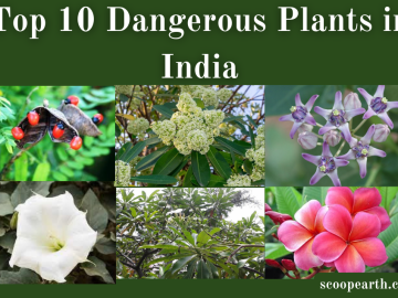 Dangerous Plants in India