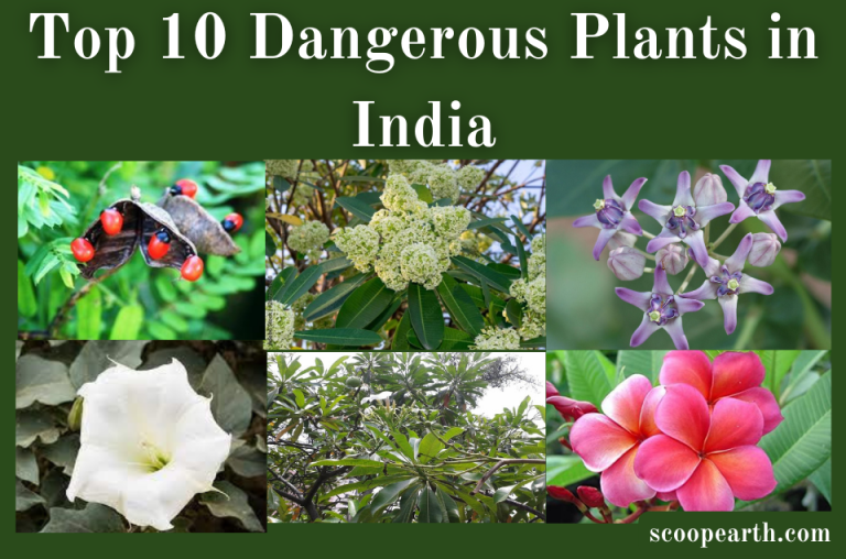 Dangerous Plants in India