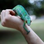 Top 10 Exotic Animals to Have as Pets