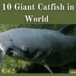 Giant Catfish in the World