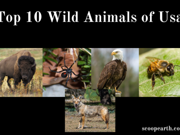 Wild Animals of Usa
