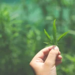 The Top 4 Ways To Consume CBD Products