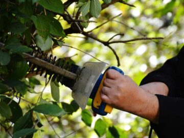 A Discussion of Hedge Trimmer Garden Care