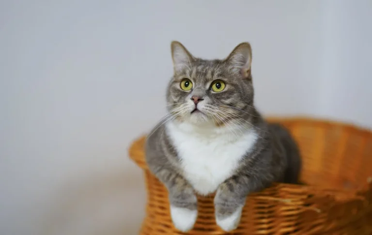 5 Things You Must Do When Adopting a Stray Cat
