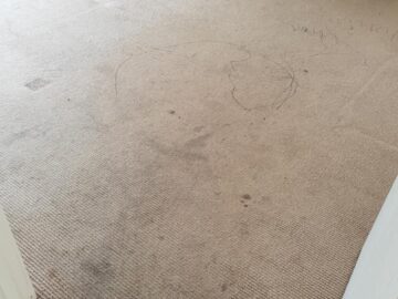Reasons Why Professional Carpet Cleaning Is Important