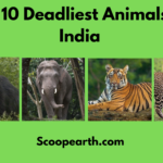 Deadliest Animals of India