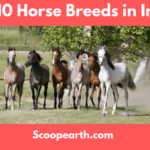 Horse Breeds in India