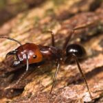 How To Control Ants After Rain?
