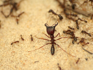 Ants Control 4