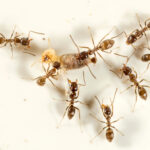 Ants control services