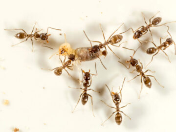 Ants control services