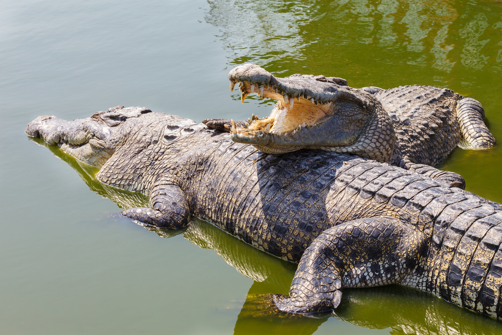 Crocodiles image