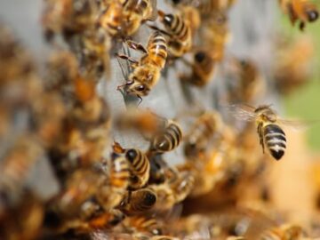 Evacuation Of Honey Bees And Wasps: Rules And Regulations