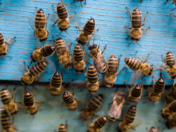 How Might I Let you Know if I Have Honey bees Hive Inside My Home? How to eliminate it?