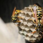 How To Discard Honey Bee And Wasp Intrusion At Home With Regular Techniques?