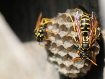 Bee and Wasp Removal 5