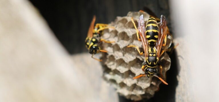 5 Signs Honey Bee Have Swarmed Your Home