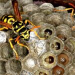 Know The Renowned Honey bees and Wasps Anticipation Tips