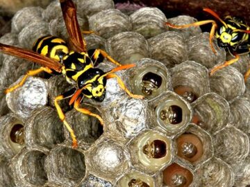 Know The Renowned Honey bees and Wasps Anticipation Tips
