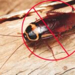 Roaches Can Be Repelled Fast And Easily With These 4 Steps