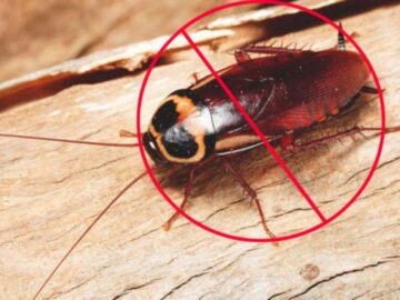 Roaches Can Be Repelled Fast And Easily With These 4 Steps