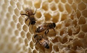 3 Things That Draw In Honey Bees