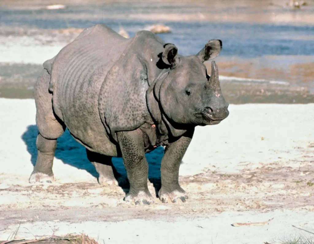Indian Rhinoceros image