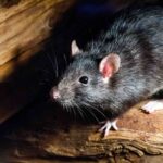 How Can Regular Mice Be Controlled?