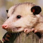 What Amount Does It Cost To Eliminate A Possum