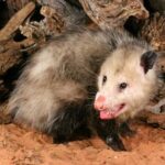 Does A Proprietor Need To Eliminate Possums From The Rooftop?
