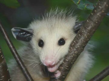 How Would We Eliminate Possums
