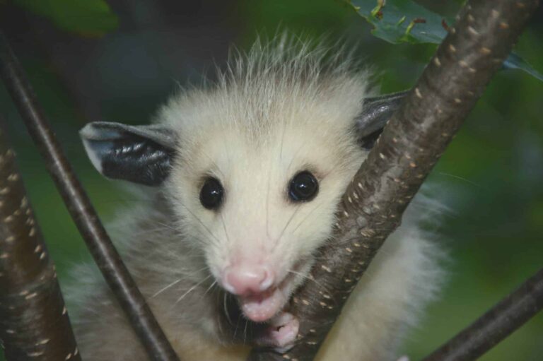 How Would We Eliminate Possums