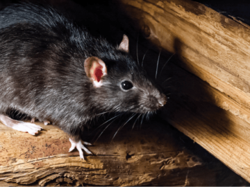 How Can Rodent Control Services Make a Neat And Clean Environment?