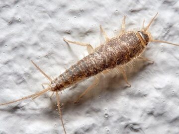 Home Solutions To Stop Silverfish Bugs On Bed