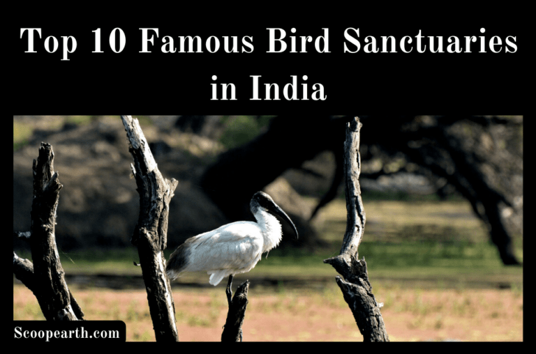 Famous Bird Sanctuaries in India